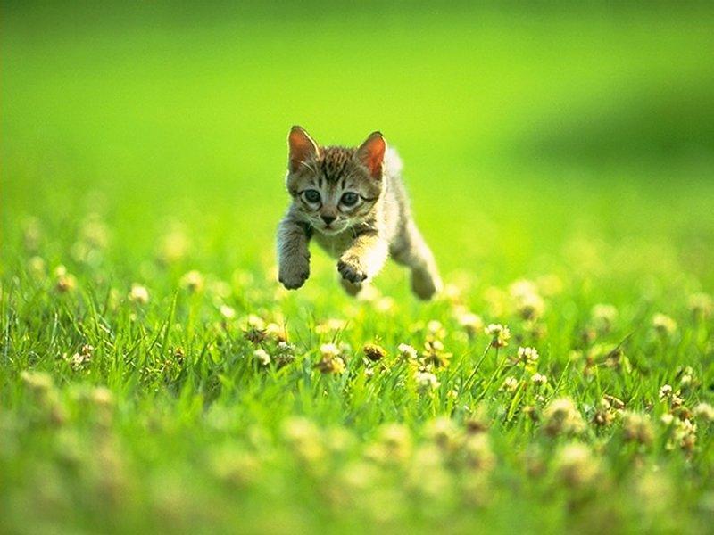 kitty on search