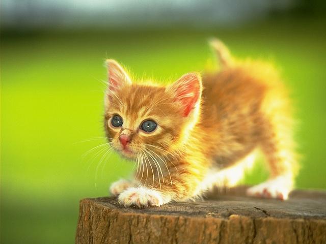 kitty exercising