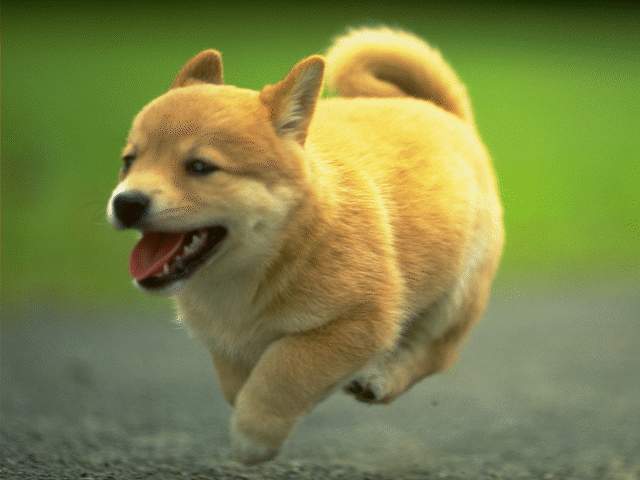 my puppy